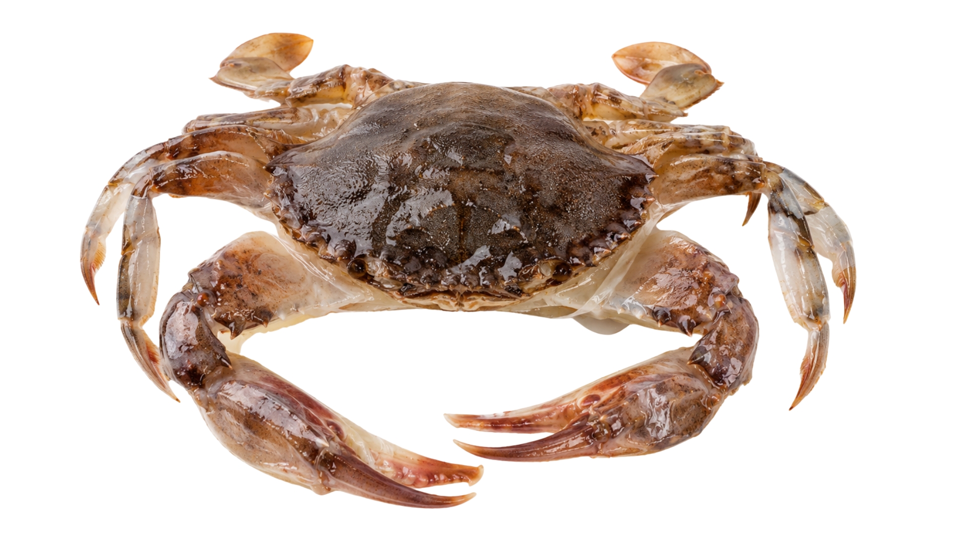 Galpak_SoftShellCrab