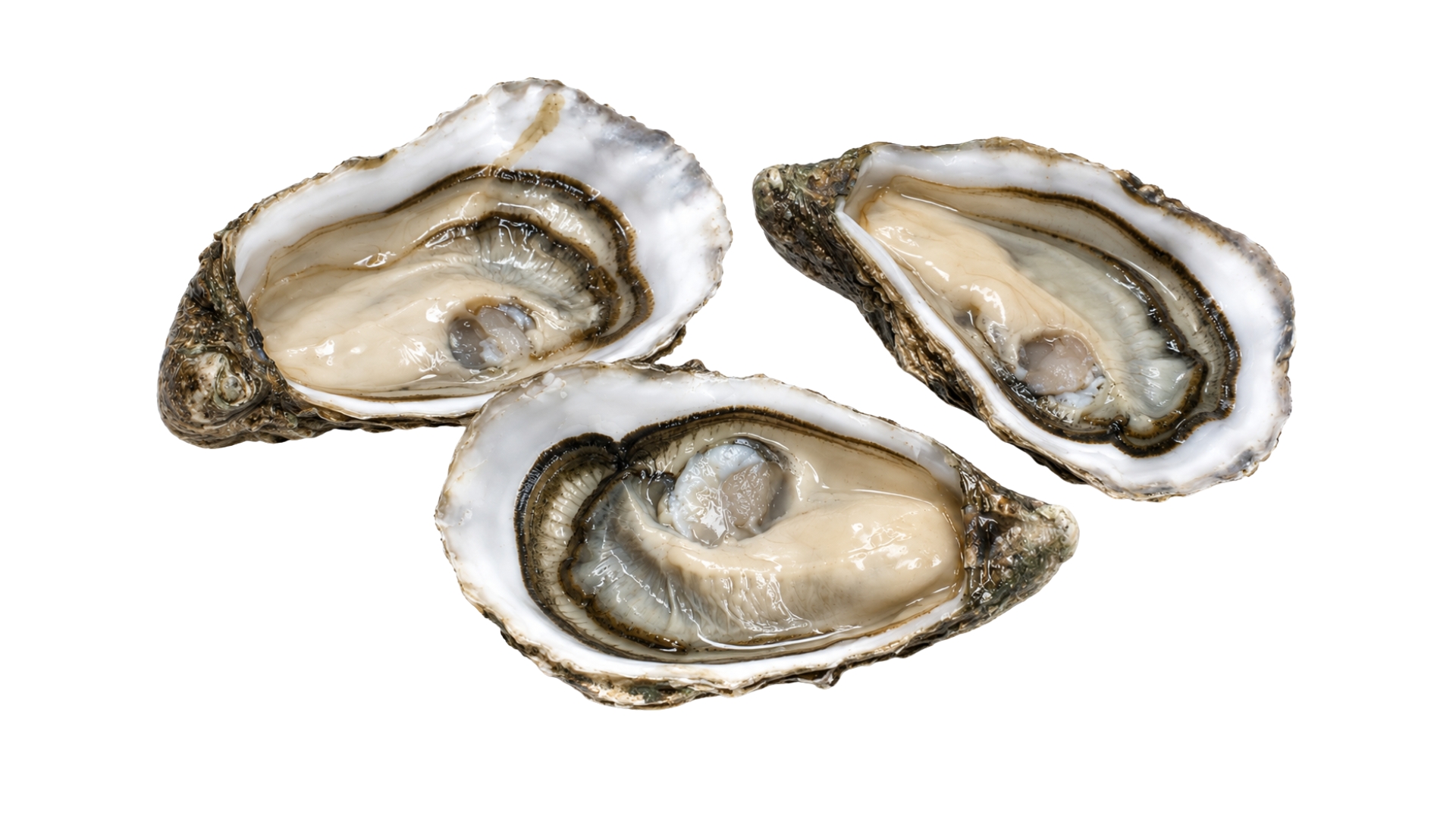 ShoreMariner_HalfShellOysters