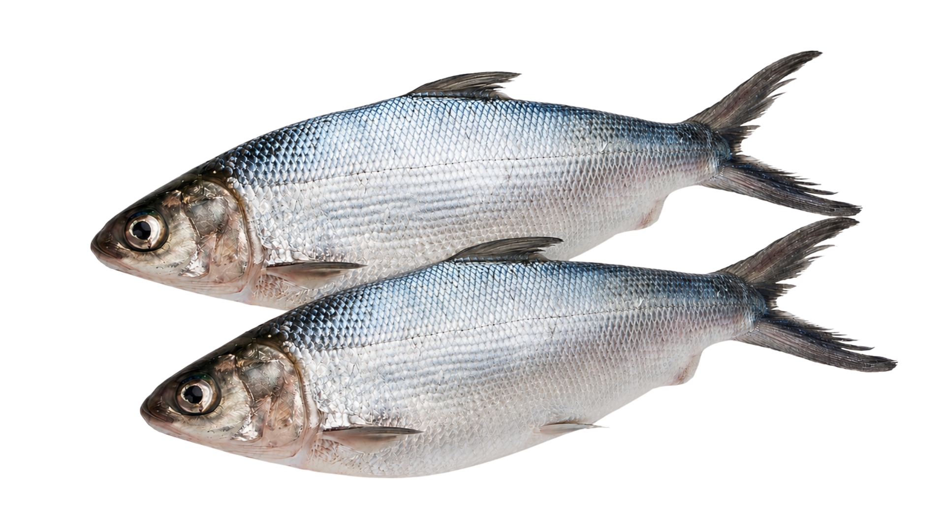 ShoreMariner_MilkFish