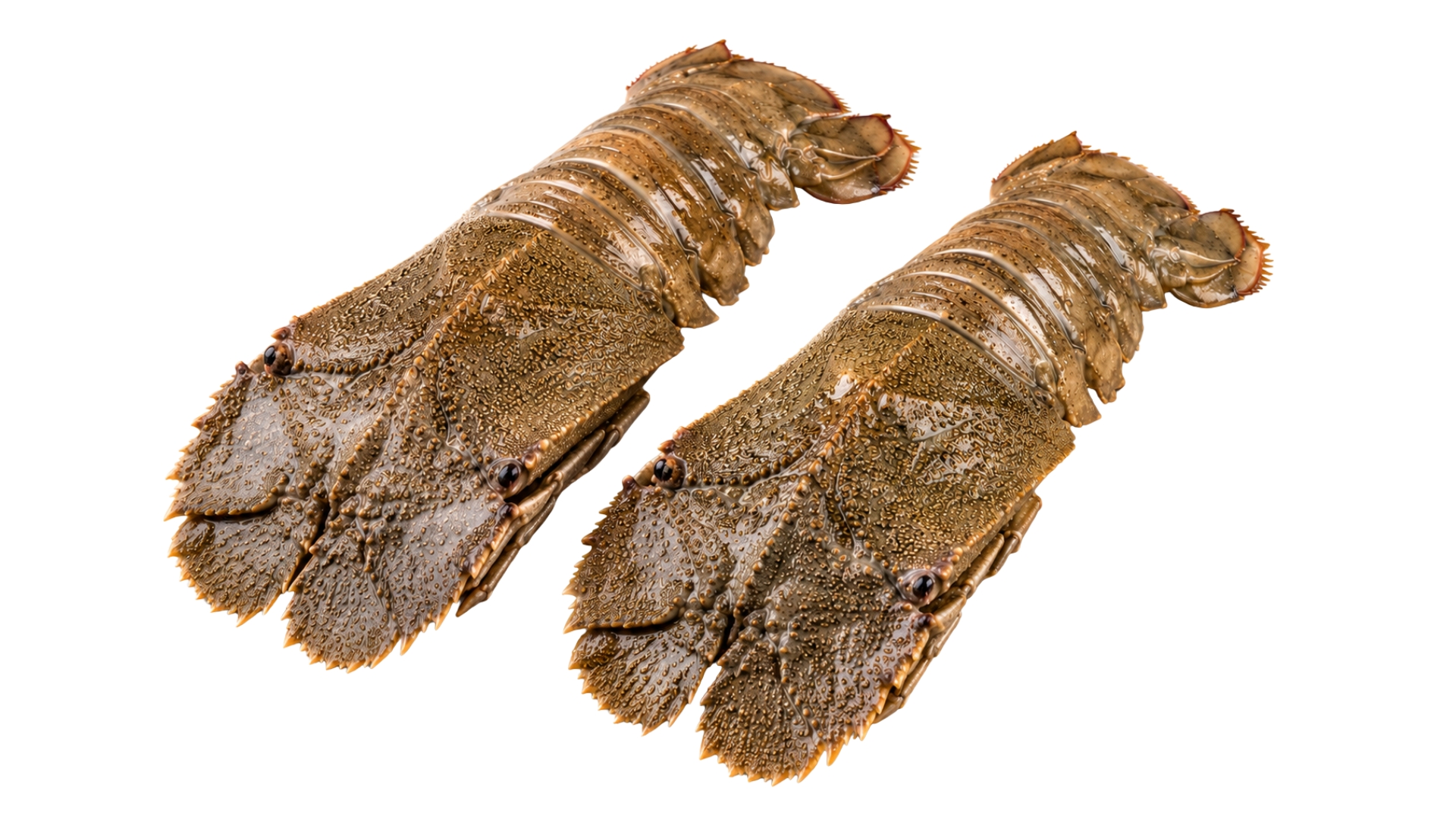 ShoreMariner_SlipperLobster