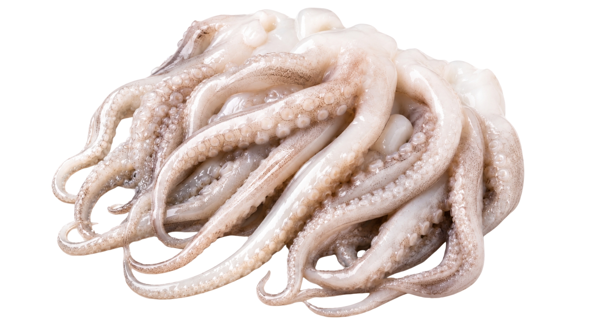 ShoreMariner_SquidTentacles