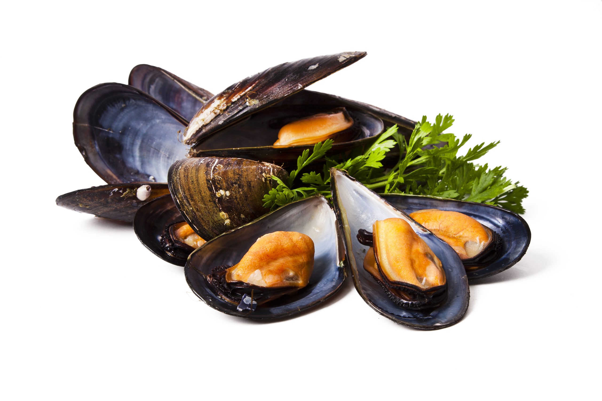 Whole Mussels
