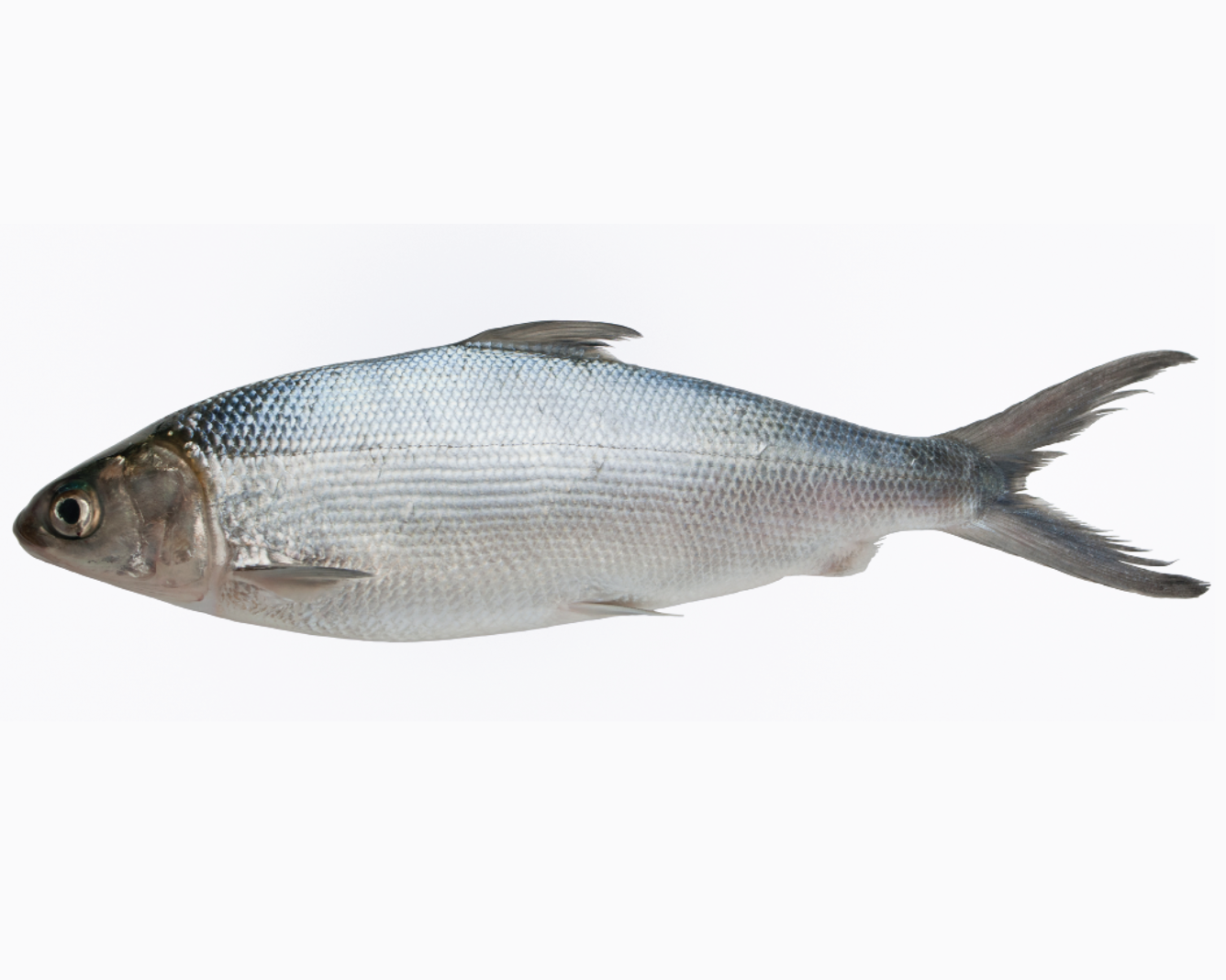 whole milk fish