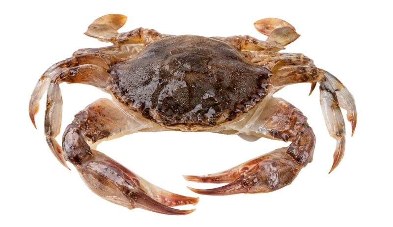 Galpak_SoftShellCrab