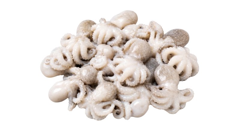 ShoreMariner_BabyOctopus