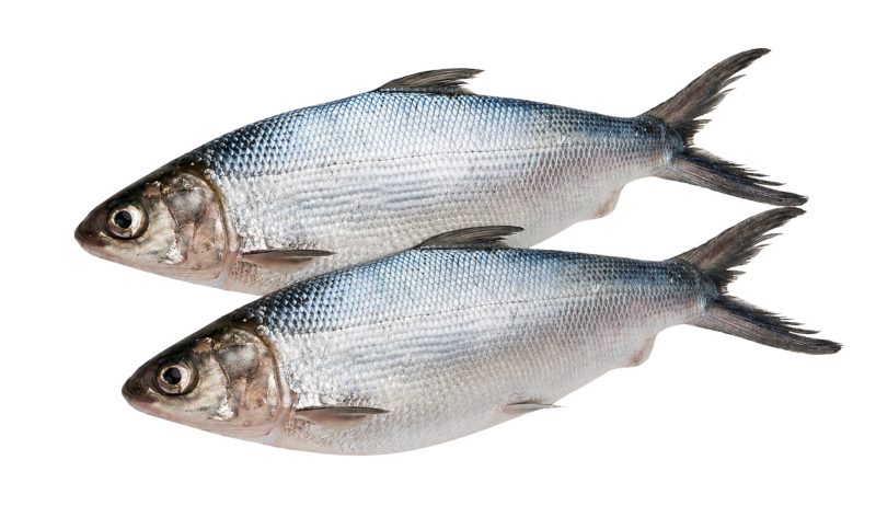 ShoreMariner_MilkFish