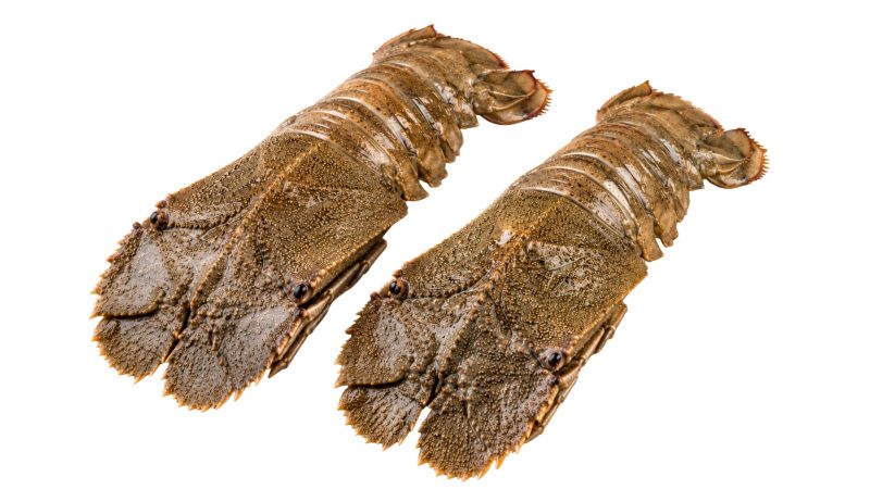 ShoreMariner_SlipperLobster
