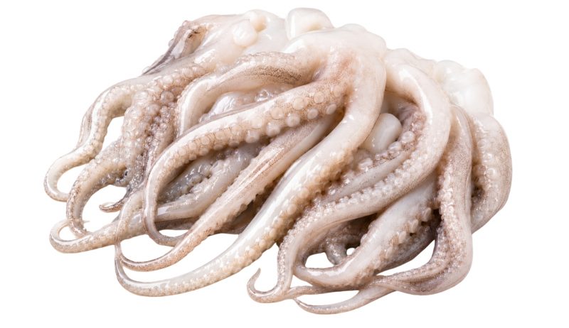 ShoreMariner_SquidTentacles