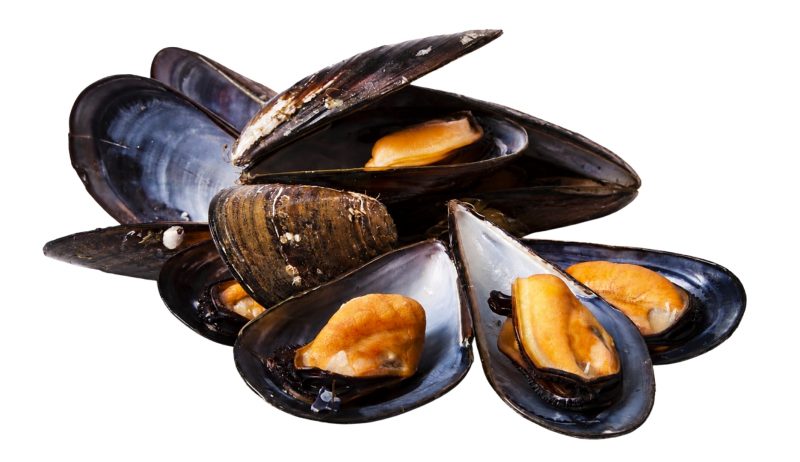 ShoreMariner_WholeCookedMussel