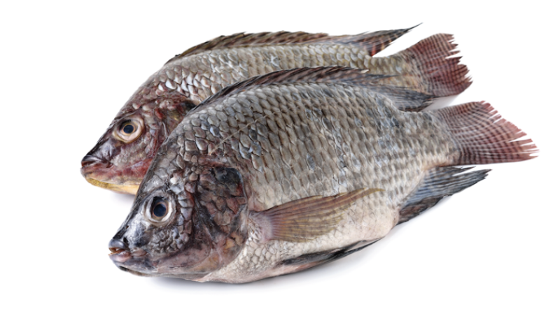 whole tilapia