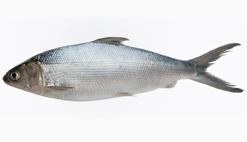 whole milk fish