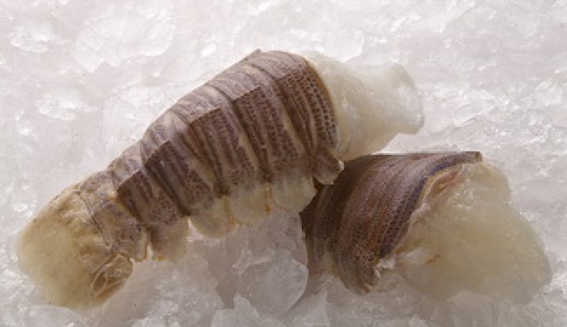 slipper lobster tails